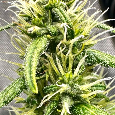 Shogun growlog photo: Trichromatic
