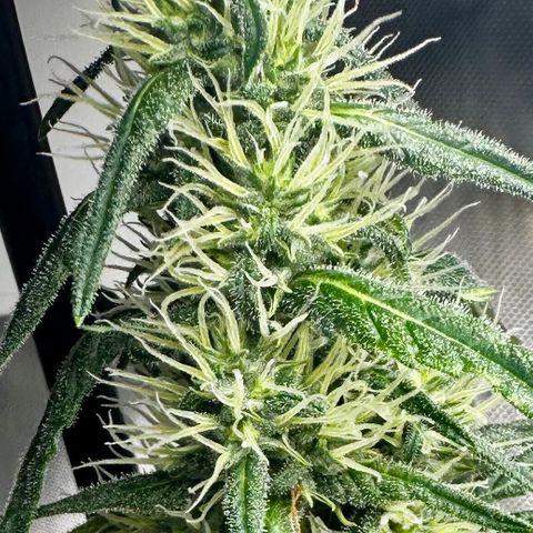 Shogun growlog photo: Trichromatic