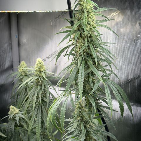 Shogun growlog timeline photo