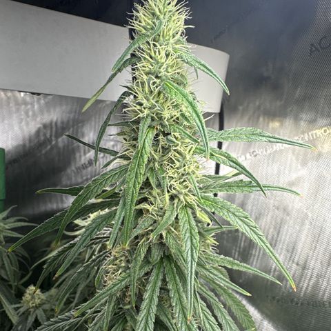 Shogun growlog timeline photo