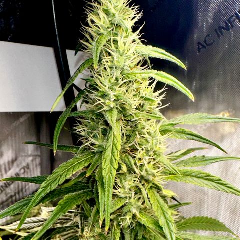 Shogun growlog timeline photo