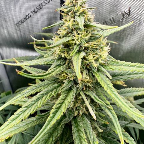 Shogun growlog photo: Yellow leaves/brown spots. Toxicity buildup. Ordered recharge