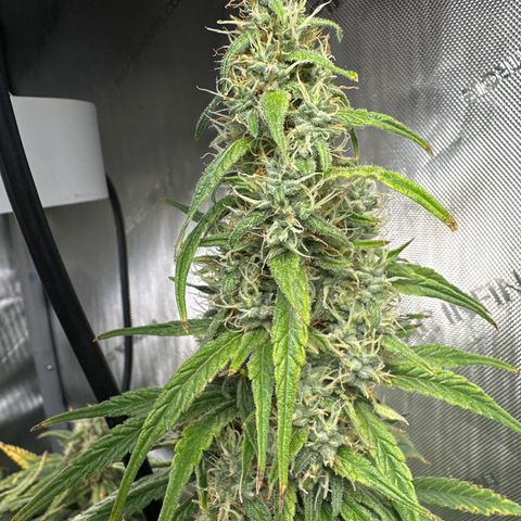 Shogun growlog timeline photo