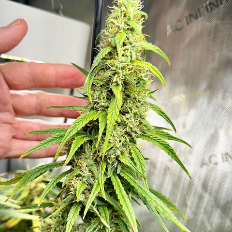 Shogun growlog photo: Close to harvest 