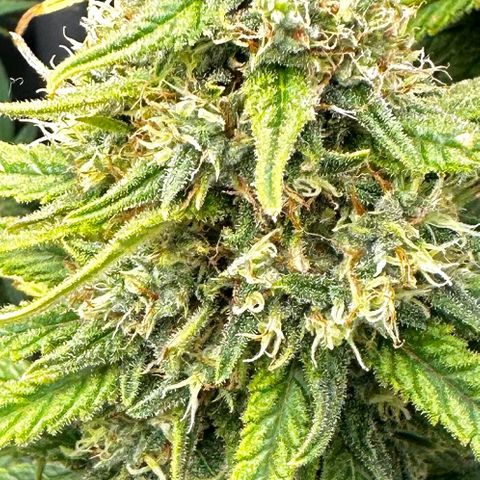 Shogun growlog photo: Flush time!