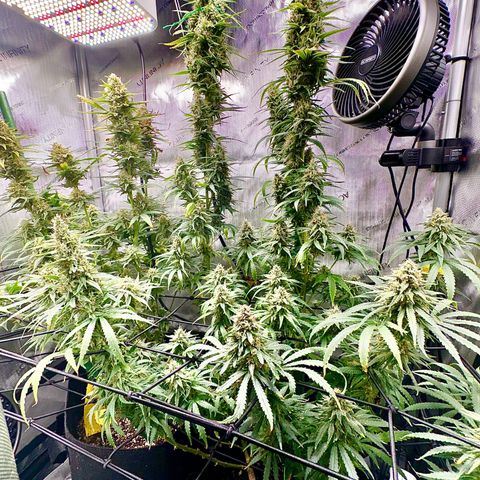 Shogun growlog photo: Flush time!