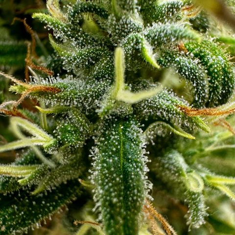 Shogun growlog timeline photo
