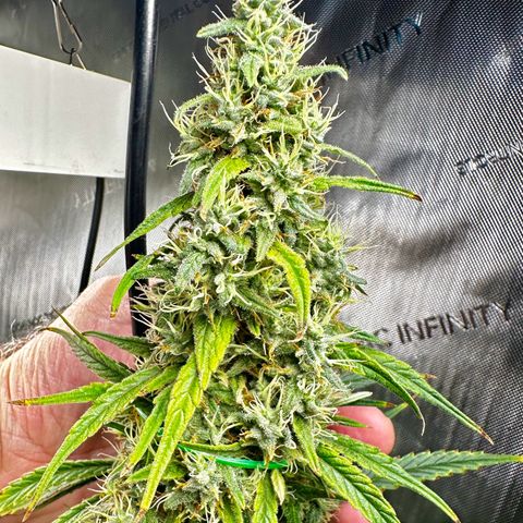 Shogun growlog photo: That’s a nug 😳