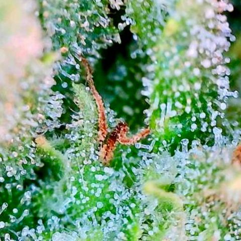 Shogun growlog timeline photo