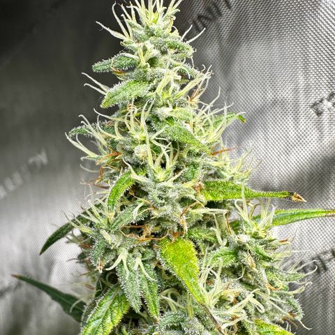 Shogun growlog timeline photo