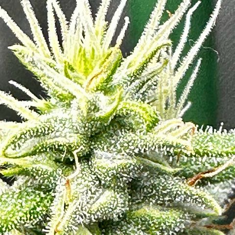 Shogun growlog timeline photo