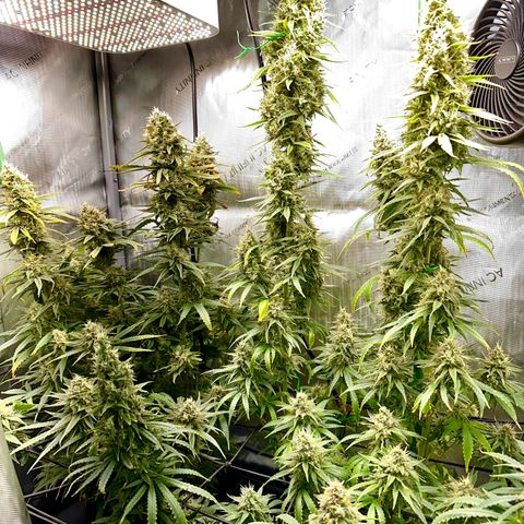 Shogun growlog photo: 1 week