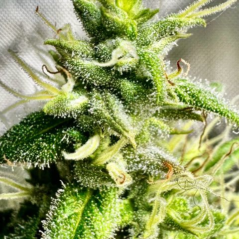 Shogun growlog timeline photo
