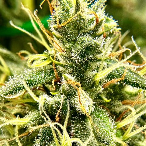 Shogun growlog photo: Ready Freddie 😍