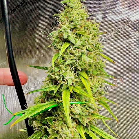Shogun growlog photo: Ready Freddie 😍