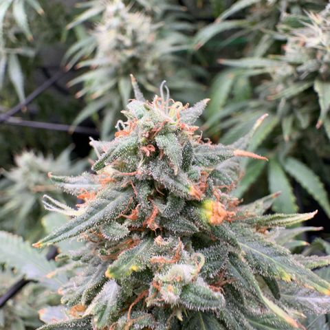 Shogun growlog timeline photo
