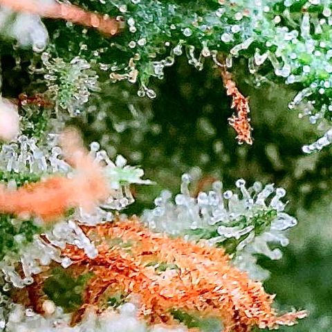 Shogun growlog timeline photo