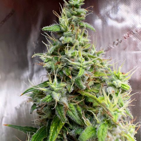Shogun growlog timeline photo