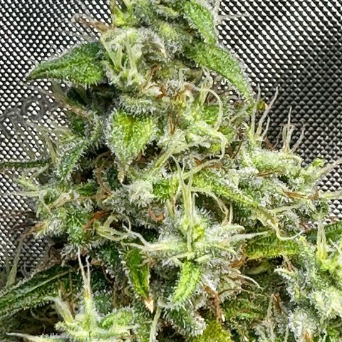 Shogun growlog photo: Getting full and very sticky! 