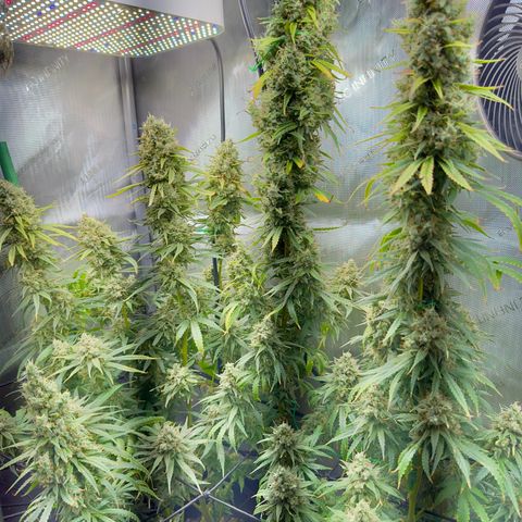 Shogun growlog timeline photo