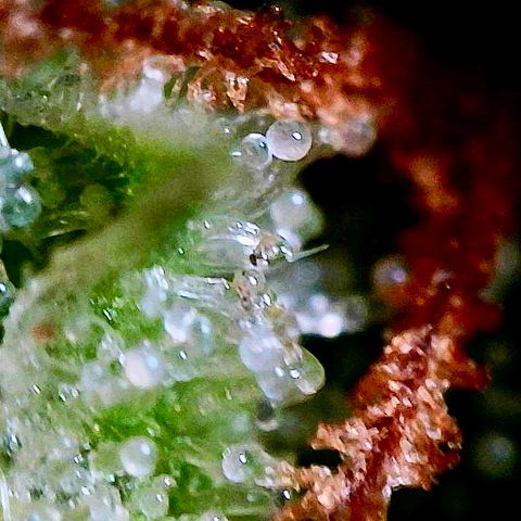 Shogun growlog timeline photo