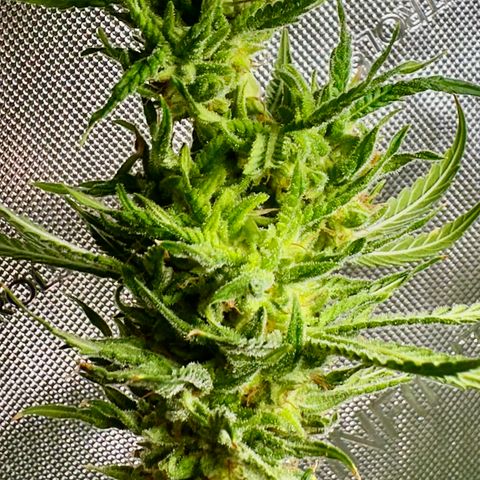 Shogun growlog photo: Upside down first clip 
