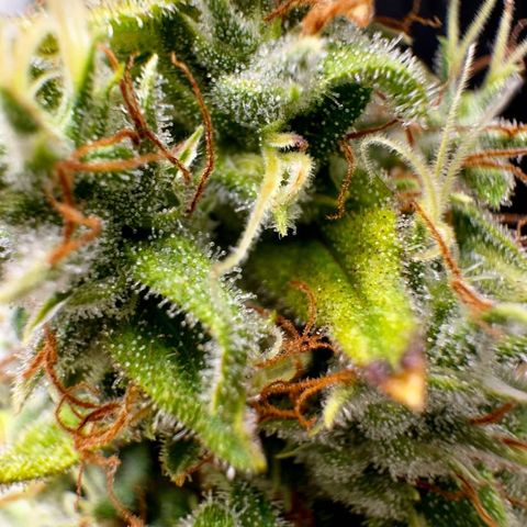 Shogun growlog photo: Upside down first clip 