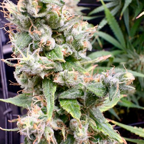 Shogun growlog timeline photo