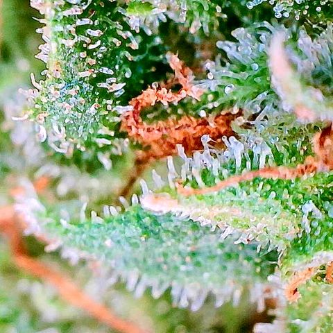 Shogun growlog photo: Final day of flower