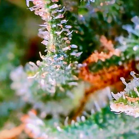Shogun growlog photo: Final day of flower