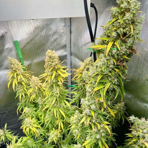Shogun growlog timeline photo