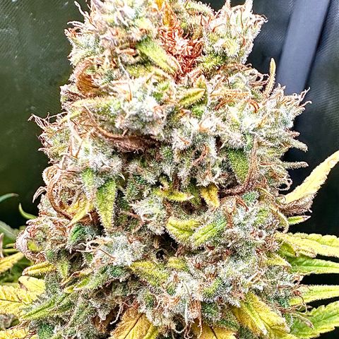 Shogun growlog timeline photo