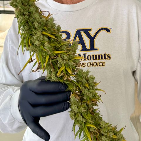 Shogun growlog photo: Harvest day