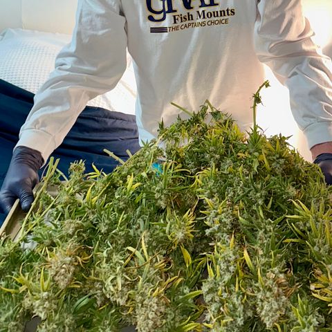 Shogun growlog photo: Harvest day