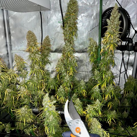 Shogun growlog photo: Harvest day