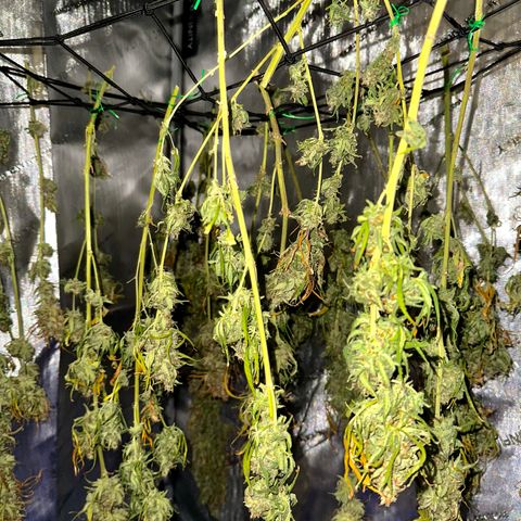 Shogun growlog photo: Drying day 2 
77* 52%