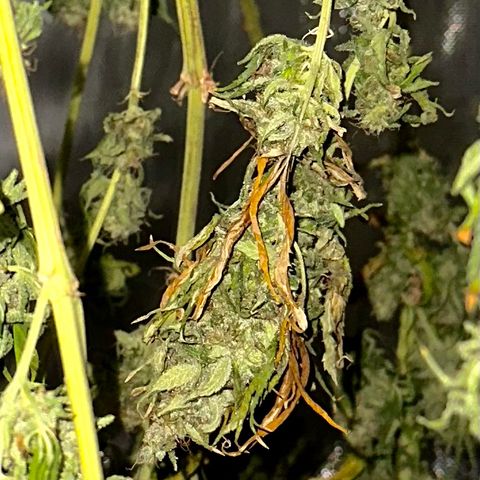 Shogun growlog timeline photo