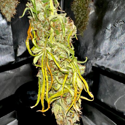 Shogun growlog timeline photo