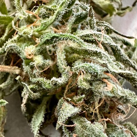 Shogun growlog timeline photo
