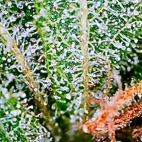 Shogun growlog timeline photo