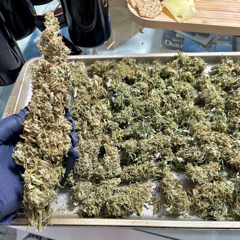 Shogun growlog photo: To curing