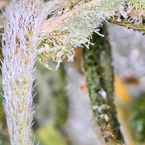 Shogun growlog photo: To curing