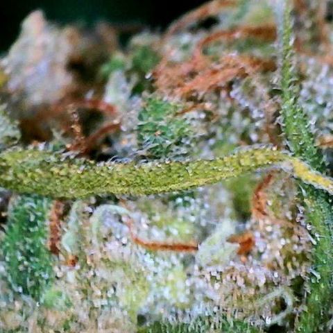 Shogun growlog photo: Days 7 & 10 curing