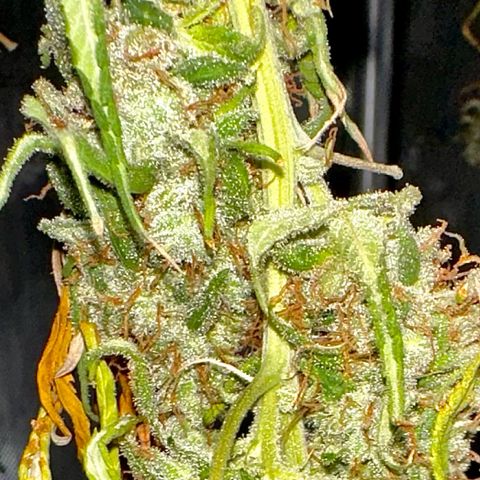 Shogun growlog timeline photo
