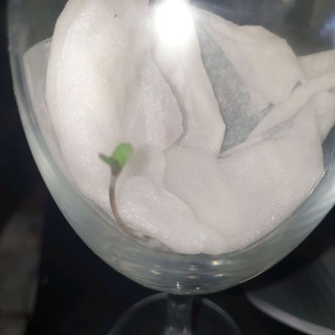 Jenna  growlog photo: Ready for transplanting 