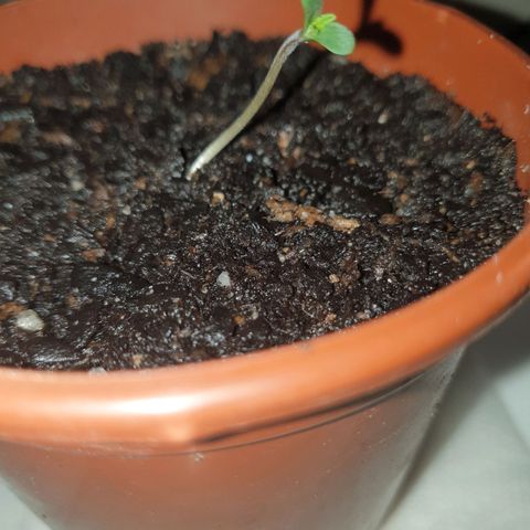 Jenna  growlog photo: Transplanted 