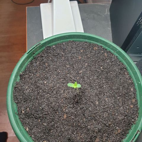 Jenna  growlog photo: Re pot, deeper and a new light 