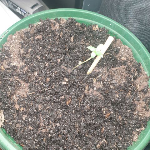 Jenna  growlog photo: Looking a little thirsty 