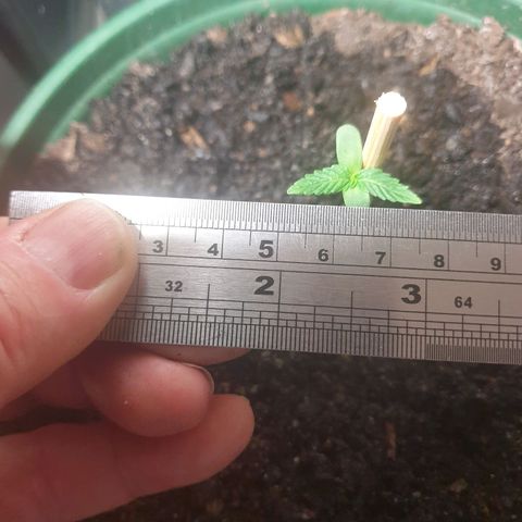 Jenna  growlog photo: Suspect stem is damaged, support provided but does not look good