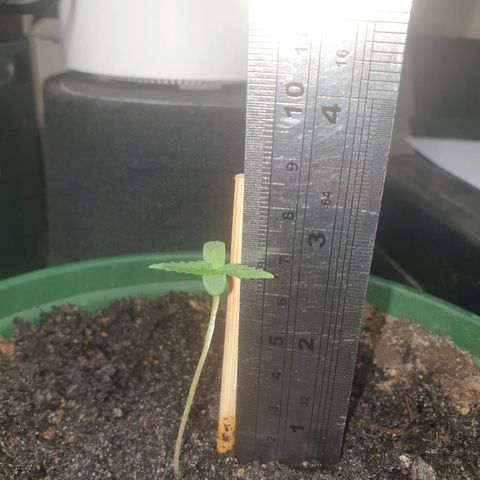 Jenna  growlog photo: Suspect stem is damaged, support provided but does not look good